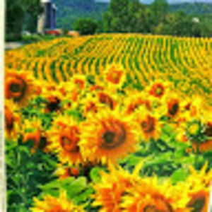 Meet your Posher, Robin